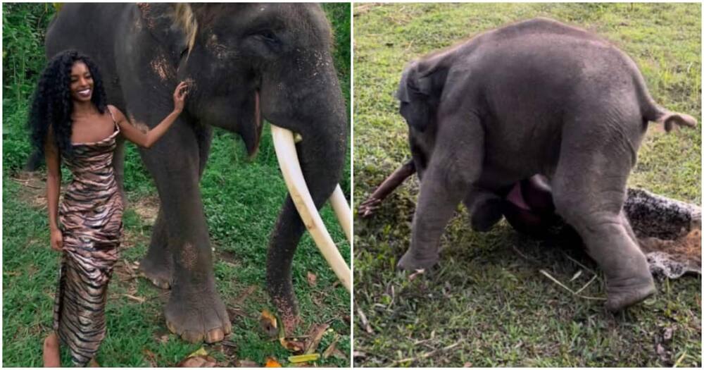 Megan Milan explained what happened between her and the baby elephant. Photo: @MissMeganMilan.