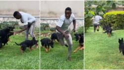 TikTok Video of Young Man Screaming While Being Chased by Puppies Amuses Netizens: "Murife Don't Run"