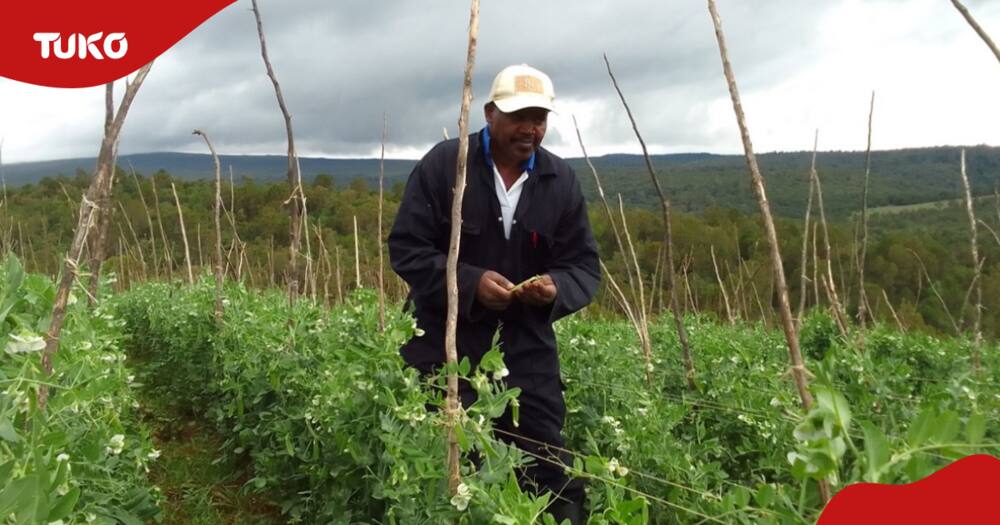 Mt Kenya farmers embrace horticulture farming