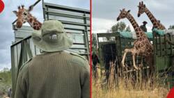 Nanyuki: Reticulated Giraffes Reintroduced to Mt Kenya Region after 40 Years of Local Extinction