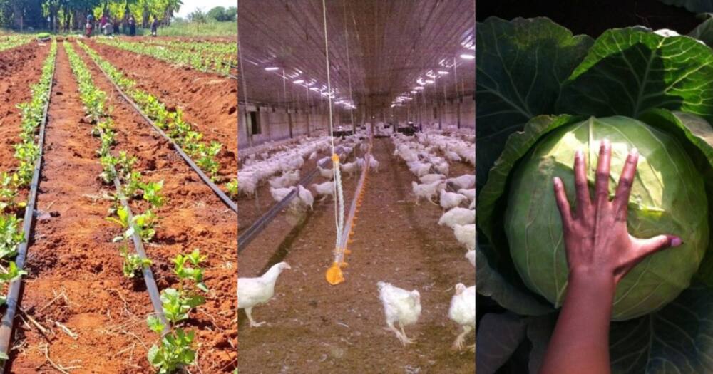 Agriculture expert firm Agrieal organises conference envisioning to expel the ghost of hunger from Kenya