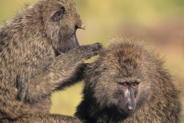 Kitui: Baboon attacks, kills 3-month-old baby in a vegetable farm, where mother was working