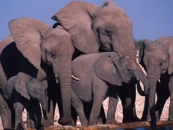 Zimbabwe sells 100 elephants to China, Dubai for over KSh 273 million