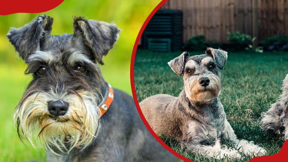 A collage of two miniature schnauzers lying on the grass