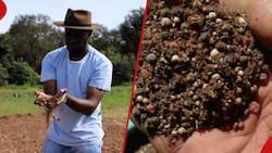 Kenyan Farmer Shares Pictures of Fake Fertiliser Bought in NCPB Store: "Mixed with Cow Dung"