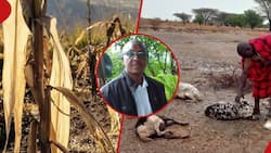 El Nino: Kenyan Livestock Farmers Urged to Vaccinate Animals Ahead of Anticipated Long Rains