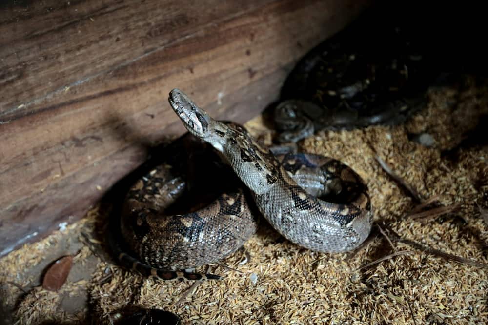 Boa constrictors do not get fed immediately before the long journey
