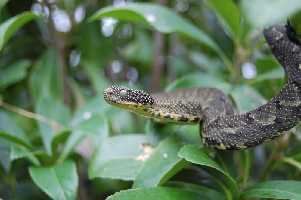 poisonous snakes in Kenya