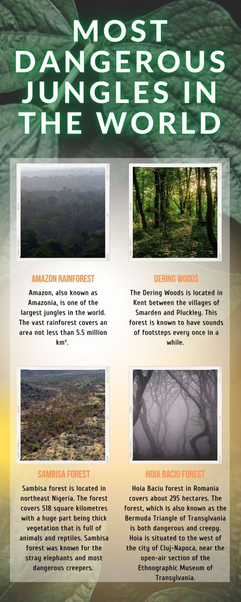 The 10 largest rainforests in the world •