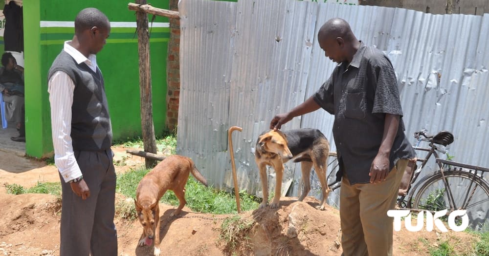 Kakamega Traders Hail Booming Dog Business Sweeping Across Lubao Market