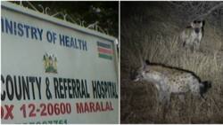 Samburu Boy Hospitalised with Injuries after Hyena Drags Him from Their Home to Forest