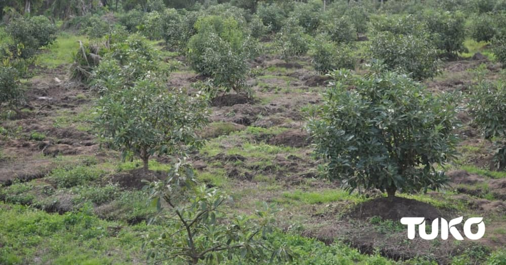Michael Kimutai: Ex-Presidential Escort Officer Finds Gainful Venture In Avacado Farming After Leaving Forces.