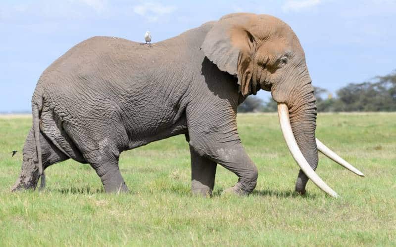 Remains of fallen Amboseli big tusks elephant Tim to be preserved for exhibition