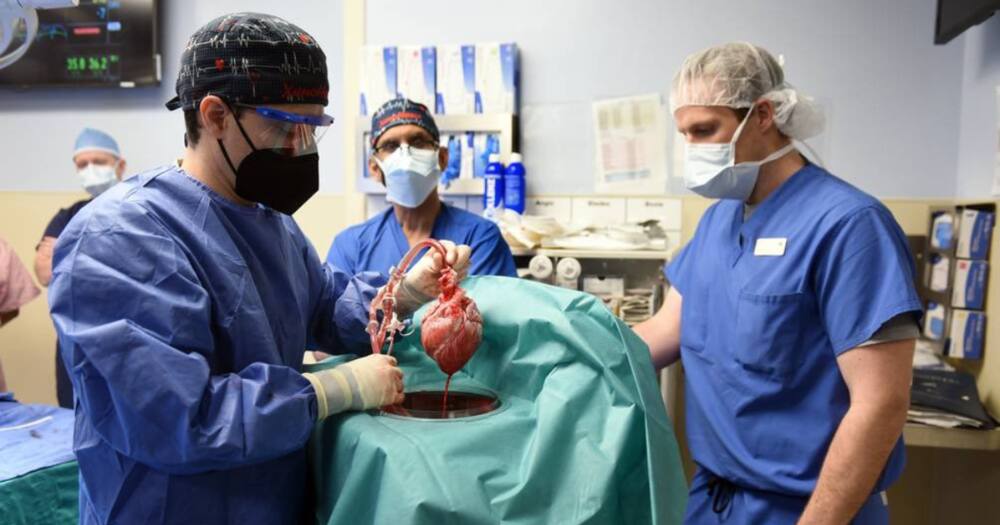 Man recuperating after a pig heart transplant surgery.