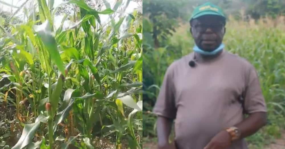 Ankoma-Amoa is a Ghanaian maize farmer.