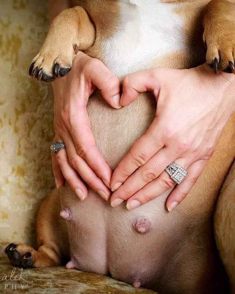 Creative photographer melts hearts with photoshoot of expectant dog and its baby daddy