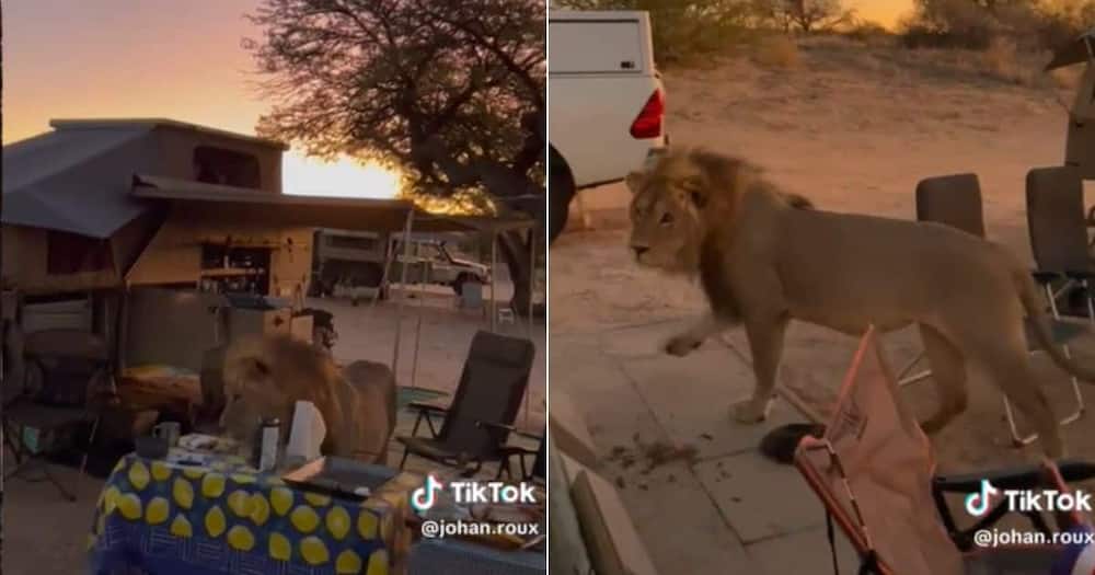 Family on Safari gets Lion visit