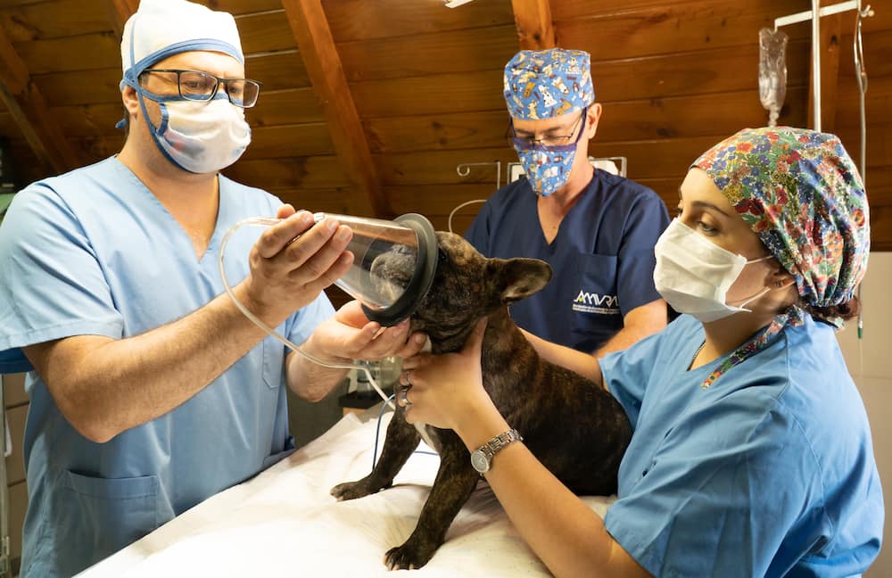 Vets putting a dog under anaesthesia.