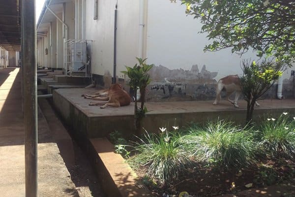 Stray dogs, cats invade hospital scaring patients and medics