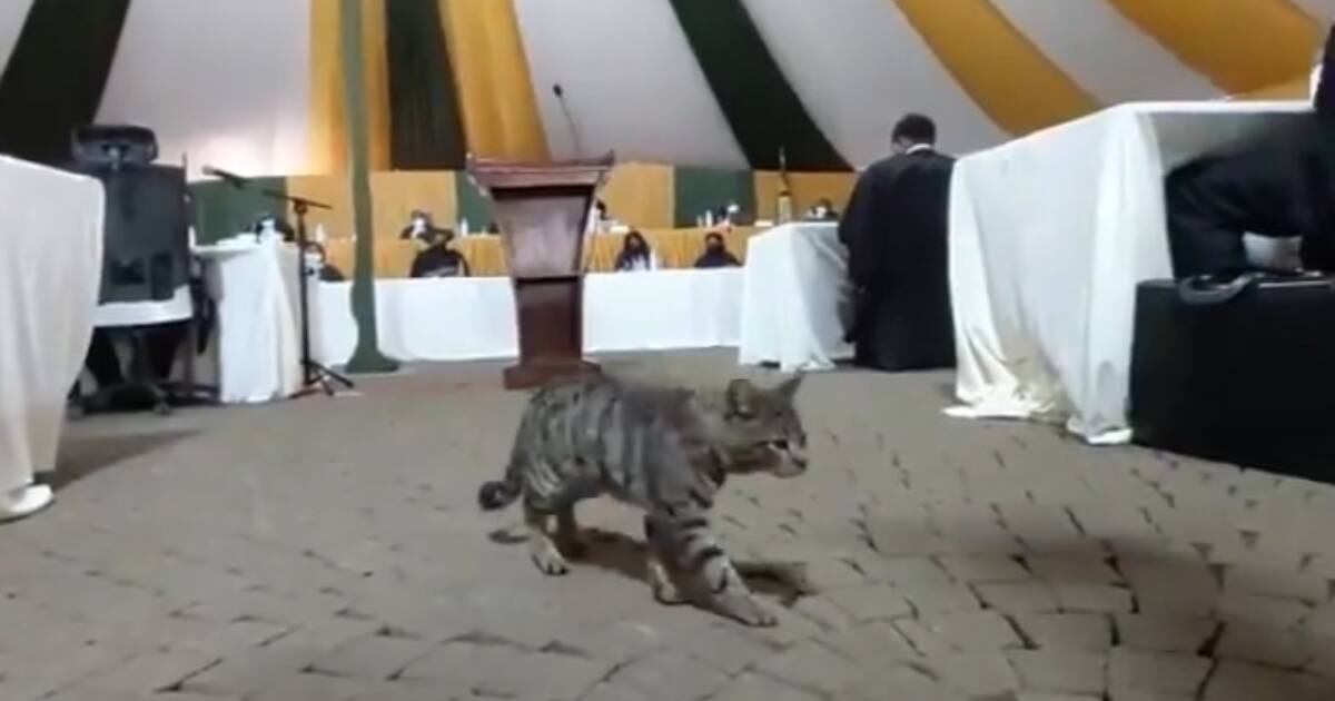 Cat Steals Show During Delivery of BBI Judgment at Court ...