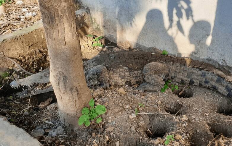 Mombasa: Crocodiles on the loose leaves residents of posh Nyali estate terrified