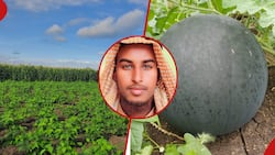 Young Civil Engineer Impressively Transforms Wajir Land into Lucrative Farm