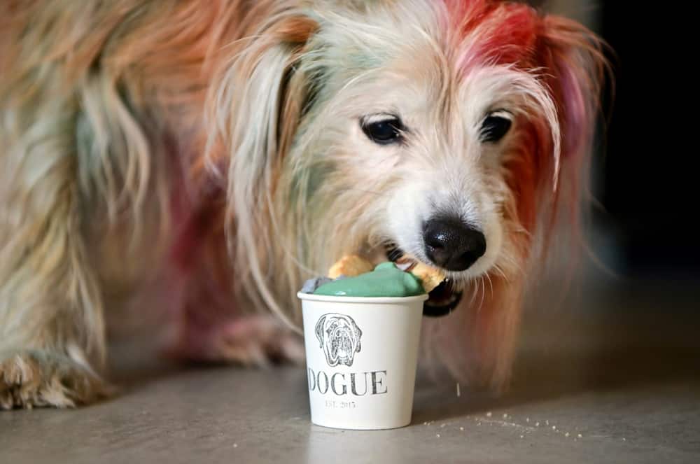 Terrier mix MJ tucks in to a dogguccino made with grass-fed pasture-raised cream infused with coconut charcoal and organic spirulina and topped with a coconut shortcrust cookie