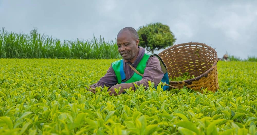 Tea farmer picking tea.