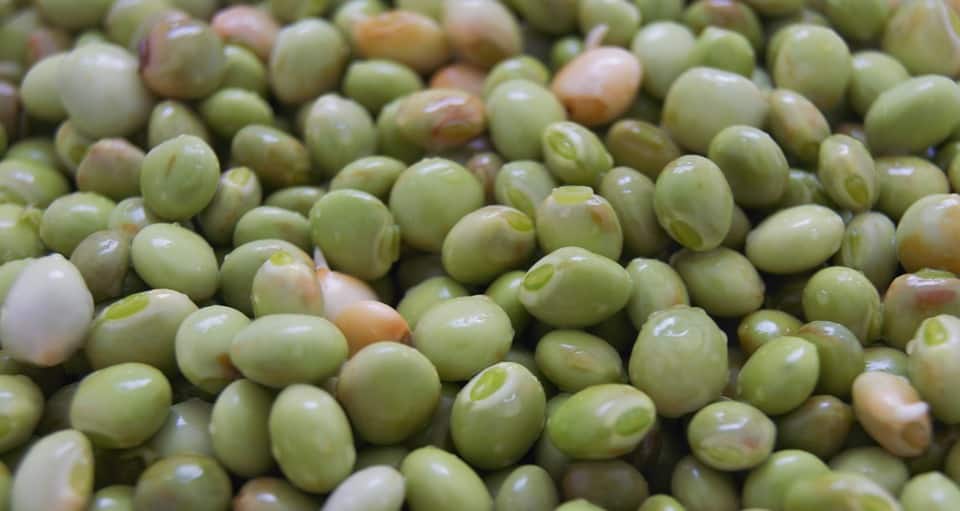types of beans list
