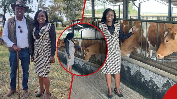 Kikuyu Musician Shiru Wa GP Tours Gideon Moi's Lucrative Dairy Farm in Nakuru: "Other Career"