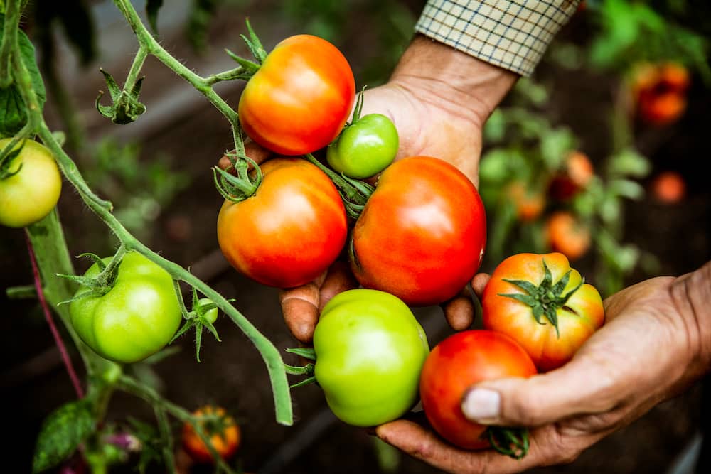 Tomato farming in Kenya