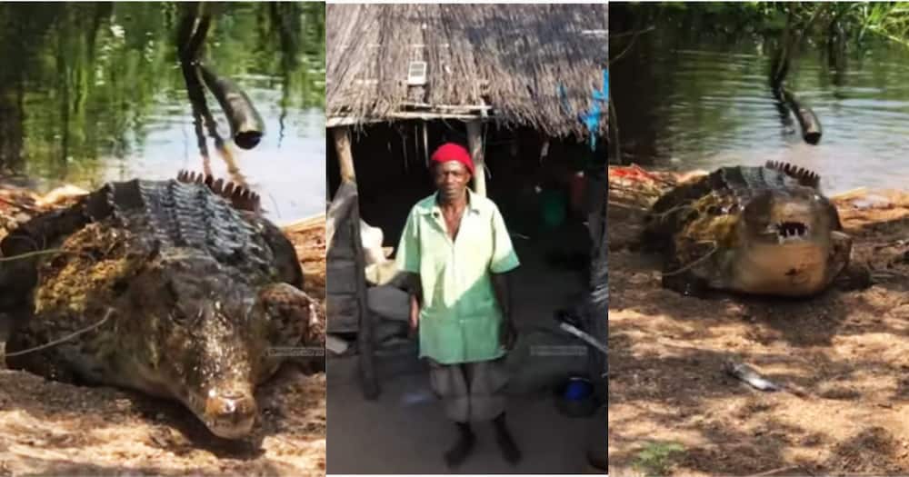Elderly Tanzanian Man Living with Crocodile Named Ajabu Says It's Not Witchcraft