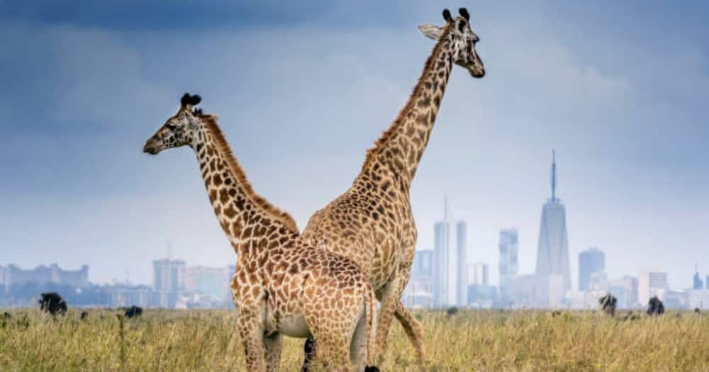 Nairobi National Park received the highest number of tourists in 2021.