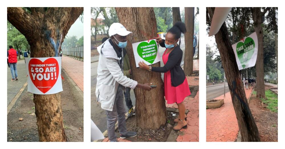 Environmentalists hang Valentine's flowers and love messages on trees earmarked for felling