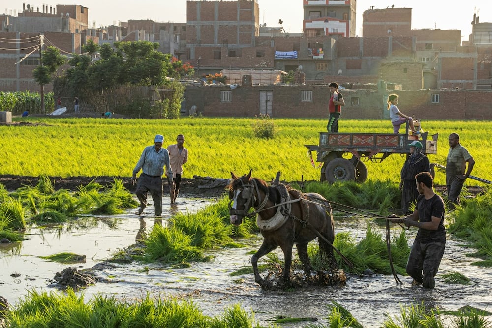 Egyptian farmers plant rice in the Nile Delta, which faces a threat from rising seas