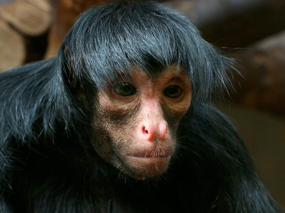 Ugly monkeys: 6 species that look scary (with pictures) - Tuko.co.ke