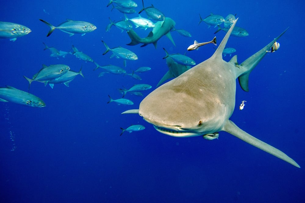 Sharks were the star of the CITES summit Panama, which approved the protection of more than 50 species