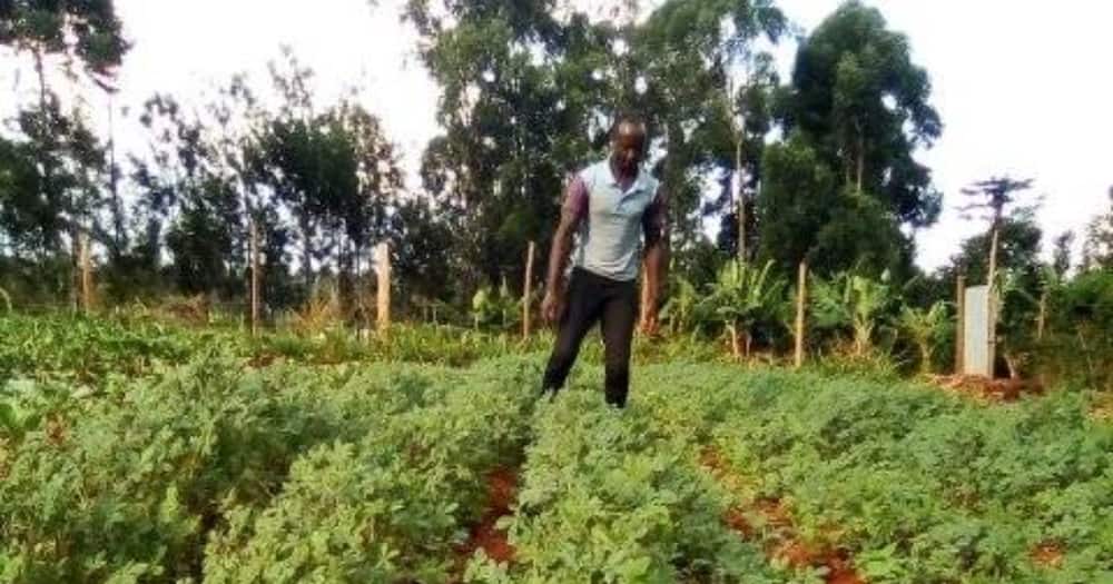 Vincent Itambo grows vegetables and keeps cows.