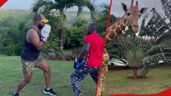 Hassan Joho Shows Off His Huge Swimming Pool, Plays with Giraffe Inside Expansive Compound
