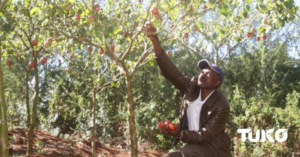 John Mureithi in his farm in Mwangaza village Nyandarua county. Photo: TUKO.co.ke.