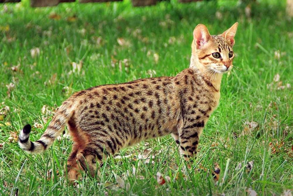 exotic cat breeds