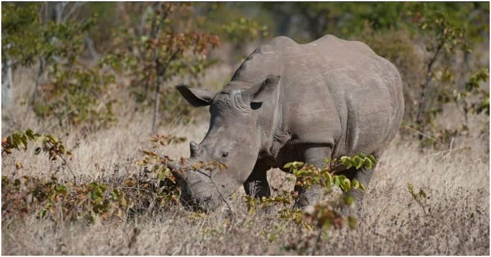 Scientists successfully harvest 10 eggs from 2 remaining northern white rhinos in race to save species