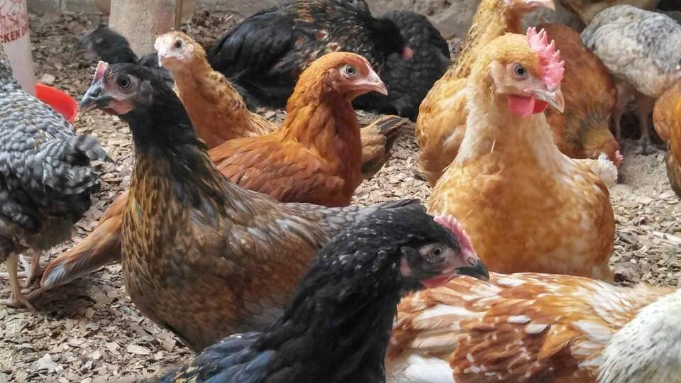 Unique ways Luhya community members name chicken gifts according to occasions
