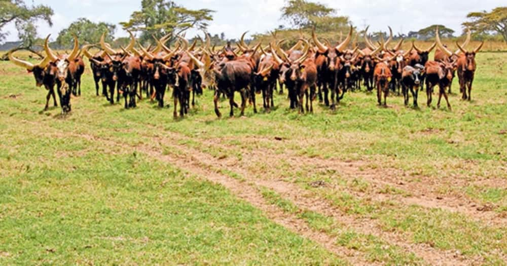 Uhuru owns Ankole beef cattle imported from Uganda.