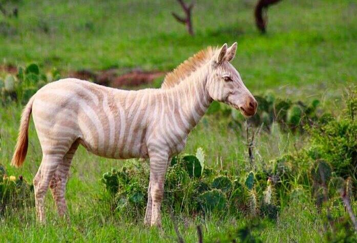 Rare lighter Zebra spotted in Laikipia days after darker one