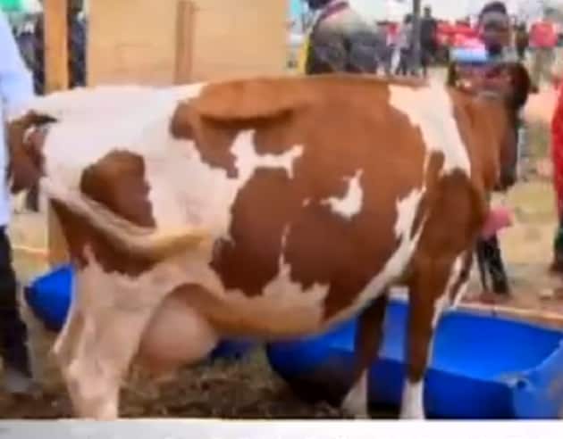 Uhuru buys dairy cow at KSh 1.1 million in Narok livestock show
