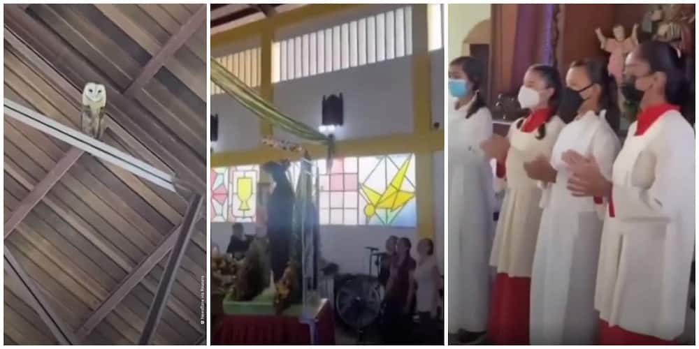 The owl visited a church in the Dominican Republic.