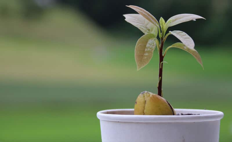 hass avocado farming