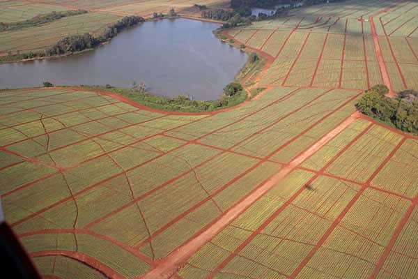 Delmonte employees' jobs on the line after Murang'a county declined to renew land leases