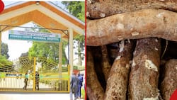 Nyamira: 6-Year-Old Boy Dies, 4 Hospitalised after Eating Poisonous Cassava